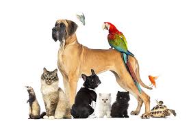 Pets